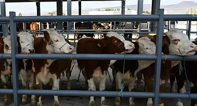 81 ile acil kodlu yazı: Tüm hayvan pazarları ikinci bir emre kadar kapatıldı