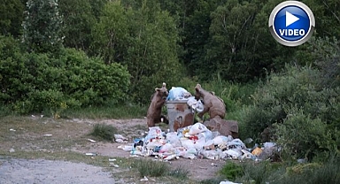 Aç kalınca çöplere dadandılar