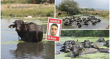 Afrika değil, Erzurum!