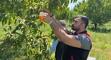 Akdeniz meyve sineğine karşı mücadele ediliyor
