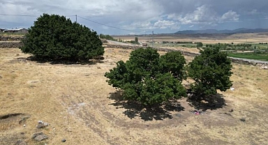 Asırlık dut ağaçları zamana meydan okuyor