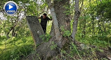 Asırlık mezarlar ağaçların arasında kayboldu