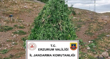 Aşkale’de kenevir operasyonu