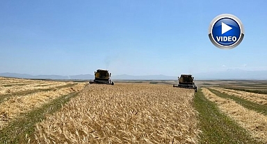 Ata tohumu arpa ile bereket fışkırdı: Çiftçinin yüzü güldü