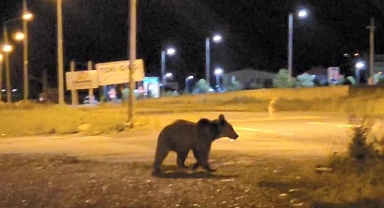 Ayılar caddelerde cirit atıyor