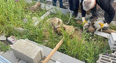 Bacaya düşen yavruların imdadına koştular