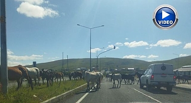 Başıboş atlar trafikte tehlike saçtı!