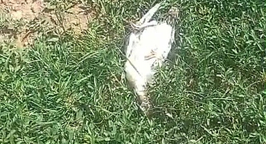 Başıboş köpekler dehşet saçtı!