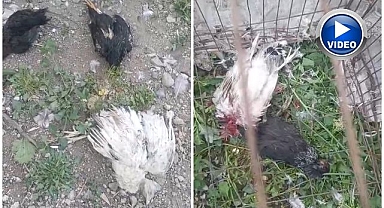 Başıboş köpekler hindileri ve tavukları telef etti