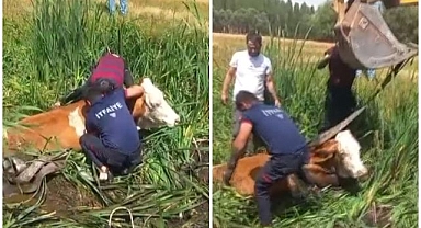 Bataklığa saplanan hayvanları itfaiye kurtardı