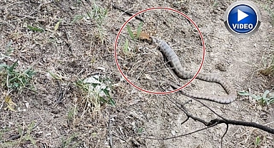 Belgeselleri aratmayan görüntü! Tek lokmada yuttu