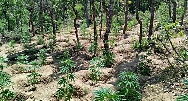 Binlerce kök Hint keneviri ele geçirildi