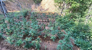 Binlerce kök skunk bitkisi ele geçirildi