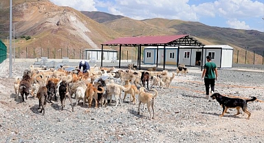 Binlerce sahipsiz köpek burada barınıyor