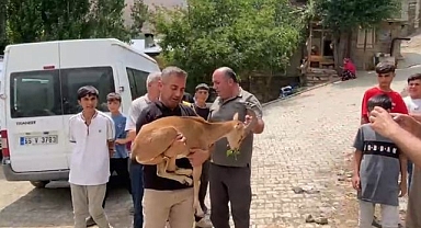 Bitkin halde bulunan dağ keçisi yetkililere teslim edildi