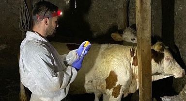 Büyükbaş hayvanları aşılama çalışmaları sürüyor