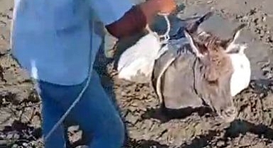Çamura saplanan eşek kurtarıldı