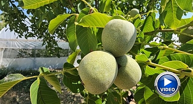 Ceviz rekoltesinde rekor beklenti