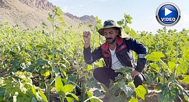 Çiftçilerin başı ayılarla dertte!