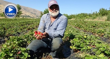 Çilek hasadı yüzleri güldürdü!