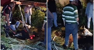 Çukura düşen büyükbaş hayvana kurtarma seferberliği