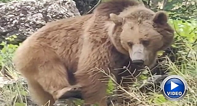 Dağ keçileri ve ayı ailesi kamerada