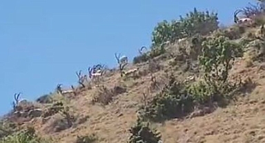 Dağ keçileri yiyecek ararken görüntülendi