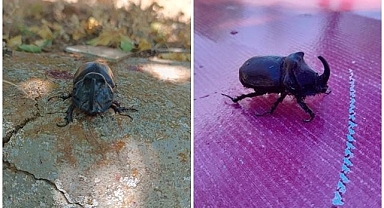 Dünyanın en güçlü böceği...