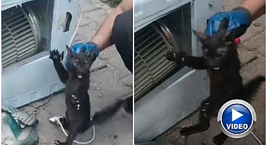Ekiplerden kedi kurtarma operasyonu