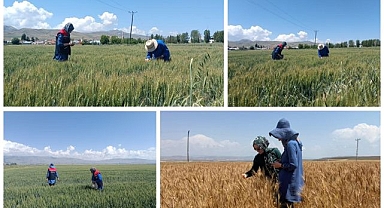 Erzurum’da 17 bin dekarda sertifikalı tohumluk üretimi