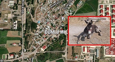 Erzurum'da kuduz alarmı