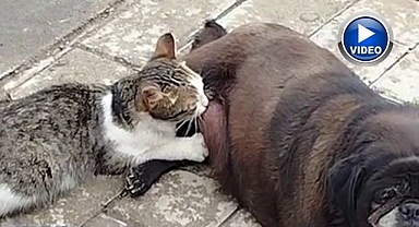 Erzurum’da yürek ısıtan anlar: Köpek kediyi emzirdi