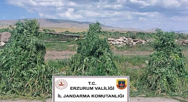 Erzurum'da yüzbinlerce kök kenevir imha edildi