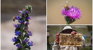 Erzurum'un zengin floraya sahip yaylaları arıcıları ağırlıyor