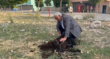 Geleneksel koyun kırkımı devam ediyor