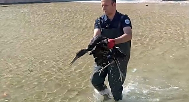 Havuza düşen leylek koruma altına alındı