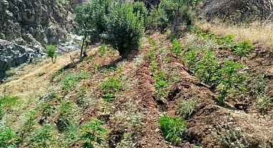 Jandarma zehir tacirlerine göz açtırmadı
