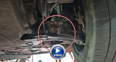 Kaputa giren yavru kedi 3 şehir gezdi