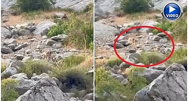 Karanlık Kanyon'da anne ve yavru dağ keçisi görüldü