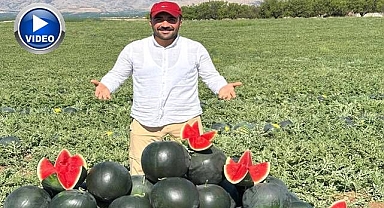 Karpuz ve kavun hasadı yüz güldürüyor