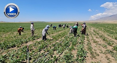 Kavurucu sıcakta ekmek mücadelesi
