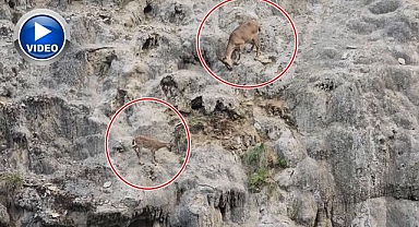 Kayalıkların usta tırmanışçıları görüntülendi