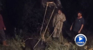 Kayalıktan düşen inek kurtarıldı