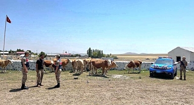Kaybolan büyükbaş hayvanları jandarma buldu