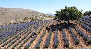 Kıraç araziler için yeni gelir kapısı açtı