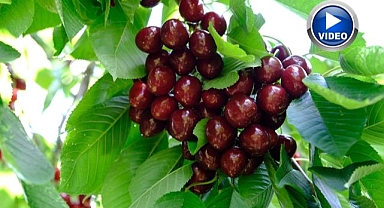Kirazı zirai don vurdu, rekolte düştü