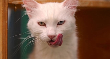 Koruma altındaki kedileri yüzlerce aile sahiplendi