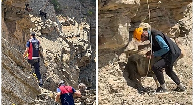 Mahsur kalan koyunları ekipler kurtardı