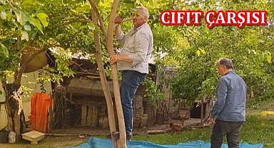 Müdür ağaca çıktı dut topladı!