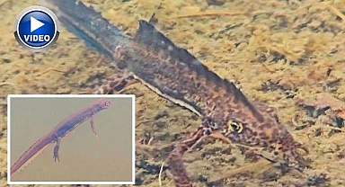 Nesli tehlike altındaki Kafkas semenderi görüntülendi